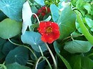 Nasturtium Empress of India 