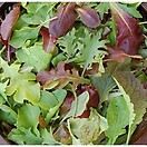 Mesclun Mild Mix