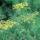 Dill Fernleaf 