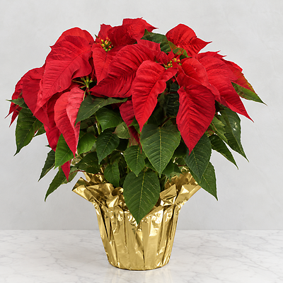 Poinsettia