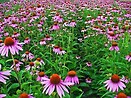 Echinacea 