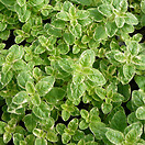 Oregano Variegated 