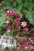 Aquilegia biedermeier 