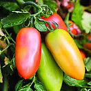 San marzano