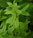 Lemon Verbena 