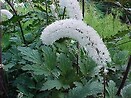 Actaea simplex white pearl 