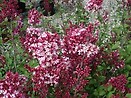 Syringa hybrid bailbelle 