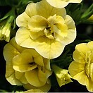 Calibrachoa Mini Famous Double Lemon 