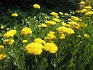 Achillea 'Moonshine'