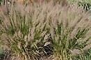 Calamagrostis brachytricha 