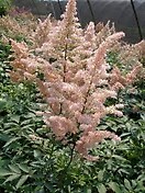 Astilbe peach blossom 