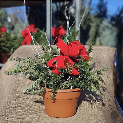 Terracotta porch planter