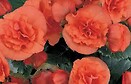 Begonia Soelena Orange 