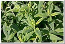 Sage Mexican Bush 