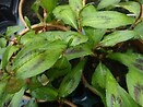 Vietnamese Coriander 