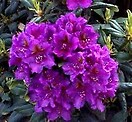 Rhododendron lee's dark purple 