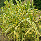 Arundo donax golden chain 