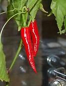 Big Chilli 