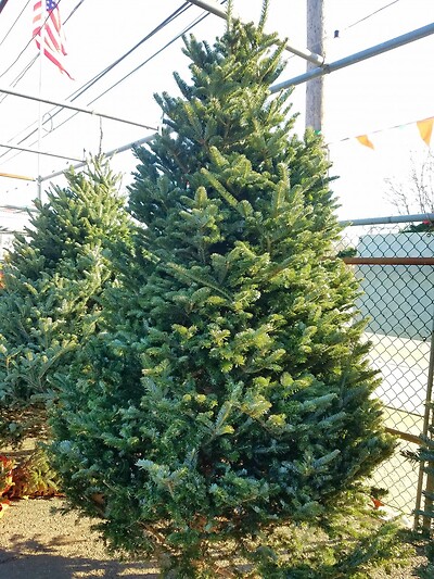 Christmas trees $39.99 &amp; up