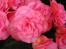 Begonia Soelena Dusty Rose 