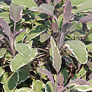 Sage Tricolor 