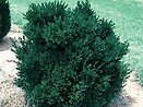 Buxus green velvet 