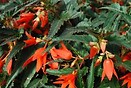 Begonia Cracklin' Fire Orange 