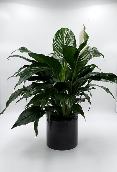 Peace Lily