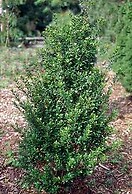 Ilex crenata `steeds` 