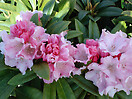 Rhododendron `mardi gras` 