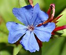 Ceratostigma plumbaginoides 