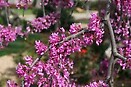 Cercis canadensis `covey` 