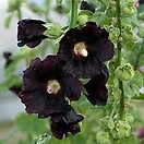 Alcea rosea blacknight 