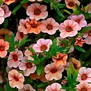 Calibrachoa Callie Coral Peach 