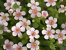 Bacopa Scopia Pink Ring 
