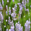 Lavendar Provence 