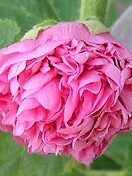 Alcea rosea chaters double hybrids - pink 