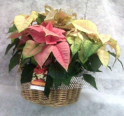 Poinsettia wicker gift basket