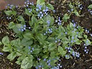 Brunnera macrophylla 