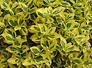 Euonymus fortunei `gold splash` 