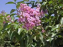 Lagerstroemia indica  x `muskogee 