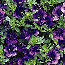 Calibrachoa Callie Coral Dark Blue 