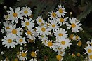 Aryranthemum Comet White 