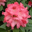 Rhododendron sneezy 