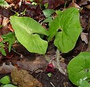 Asarum canadense 