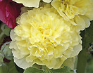 Alcea rosea chaters double hybrids - yellow 