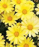 Aryranthemum Butterfly Yellow 