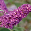 Buddleja buzz magenta 