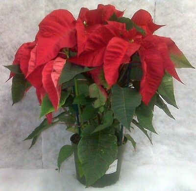 Potted poinsettia - $4.99 and up