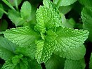 Mint Spearmint 